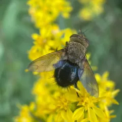 Hornworm Tachinid Fly thumbnail 2