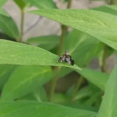 Common Picture-winged Fly thumbnail 4