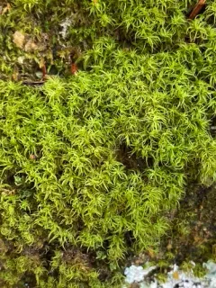 Twisted Moss thumbnail 1