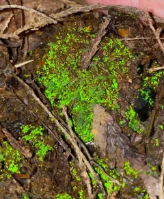 Luminous Moss thumbnail 3