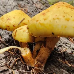 Chestnut Mushroom thumbnail 3