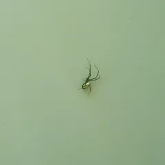 Orchard Orbweaver thumbnail 3