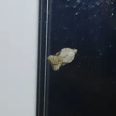 Bent-winged Acleris Moth thumbnail 2