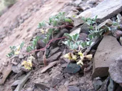 Challis Milkvetch thumbnail 2