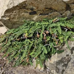 lace lip fern thumbnail 4