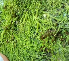 Siberian Myurella Moss thumbnail 3