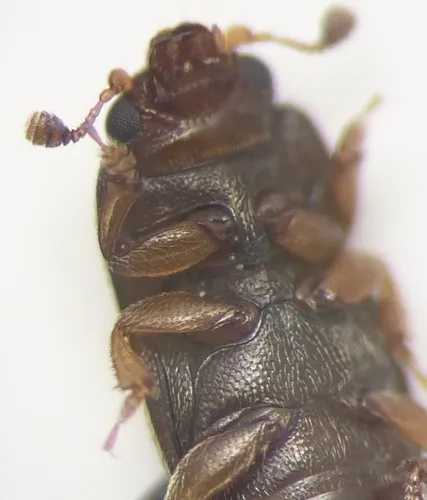 Carpophilus nepos