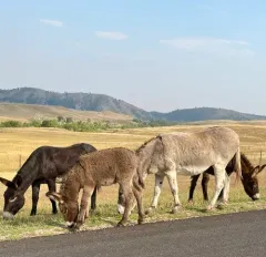 Donkey thumbnail 3
