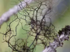 Bicolored Horsehair Lichen thumbnail 2