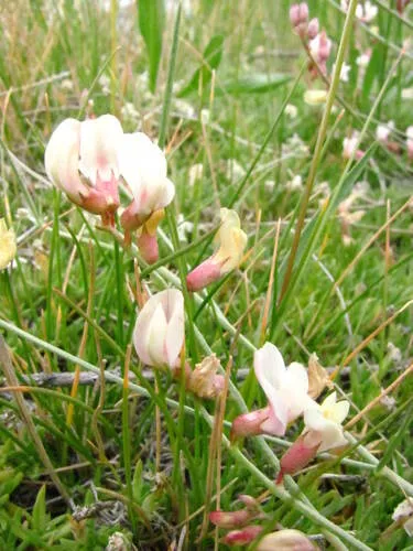 Meadow Milkvetch