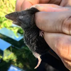 Northern Short-tailed Shrew thumbnail 3