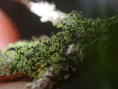 Szczawinskia tsugae thumbnail 2