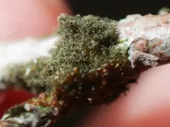 Leptogidium dendriscum thumbnail 3
