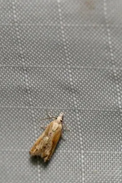 Eucosma kiscana thumbnail 3