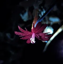 cardinal catchfly thumbnail 3