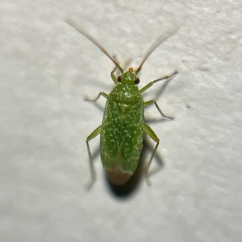 Orthotylus flavosparsus