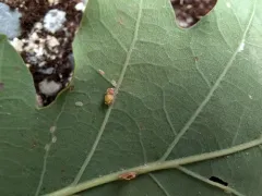 Oyster Gall Wasp thumbnail 2
