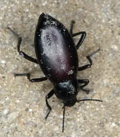 Eleodes longicollis thumbnail 1
