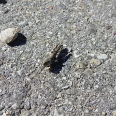Dawson's Spur-throat Grasshopper thumbnail 4