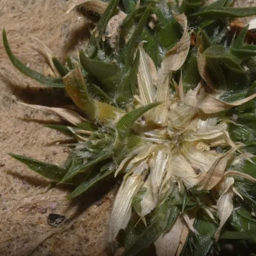 modest prickle grass