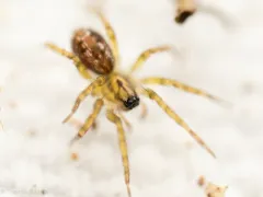 Ethobuella tuonops thumbnail 3