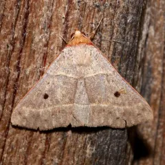 Red-lined Panopoda Moth thumbnail 2