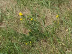 lance-leaved goldenweed thumbnail 3
