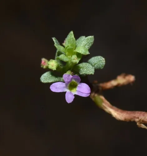 three-bracted loosestrife
