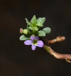 three-bracted loosestrife thumbnail 1