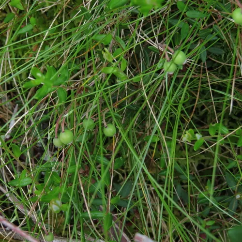 bog cranberry