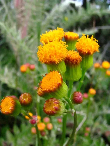 Weak Groundsel