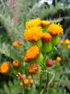 Weak Groundsel thumbnail 1
