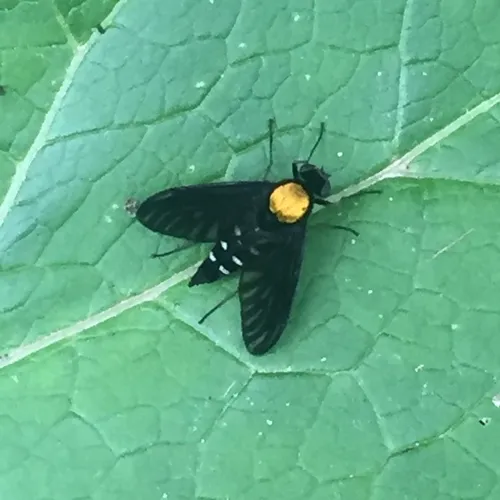 Golden-backed Snipe Fly
