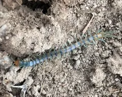 Common Desert Centipede thumbnail 3