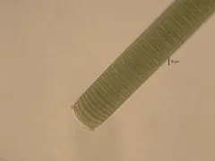 Oscillatoria princeps thumbnail 2