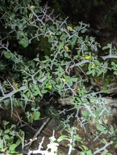 mountain whitethorn thumbnail 3
