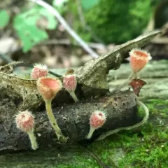 Pink Fringed Faery Cup thumbnail 2