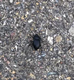 Stenomorpha polita thumbnail 4