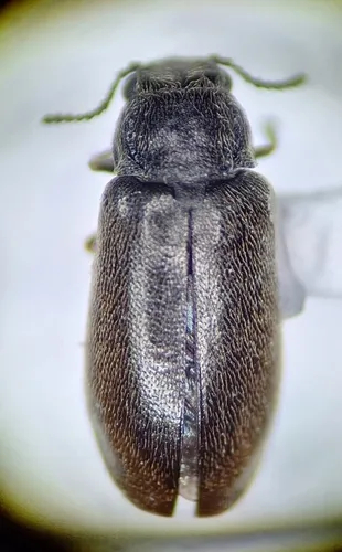 Amphivectura monticola