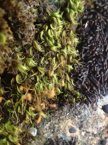 Sickle-leaved Fork Moss
