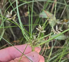 Umbrella Flatsedge thumbnail 3