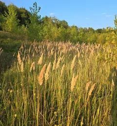 Bushgrass thumbnail 4