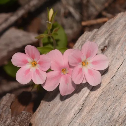 northern phlox