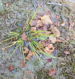 Slim-leaf Witchgrass thumbnail 2