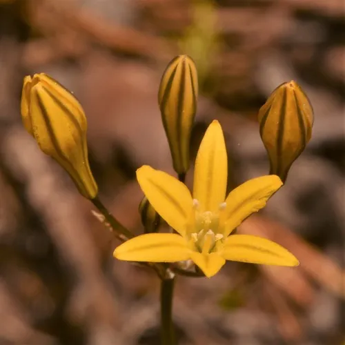 Yellow triteleia