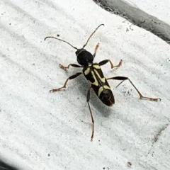 Round-necked Longhorn Beetle thumbnail 2
