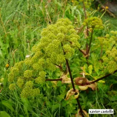 Garden angelica thumbnail 4