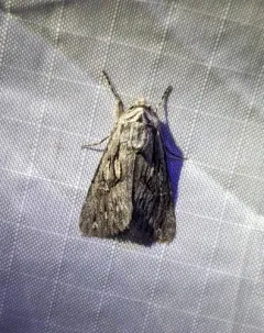 Sympistis mackiei thumbnail 4