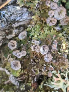 Rosette Pixie-cup Lichen thumbnail 3