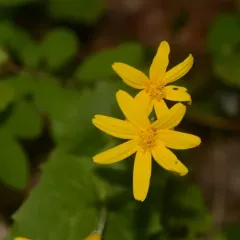 broadleaf arnica thumbnail 3